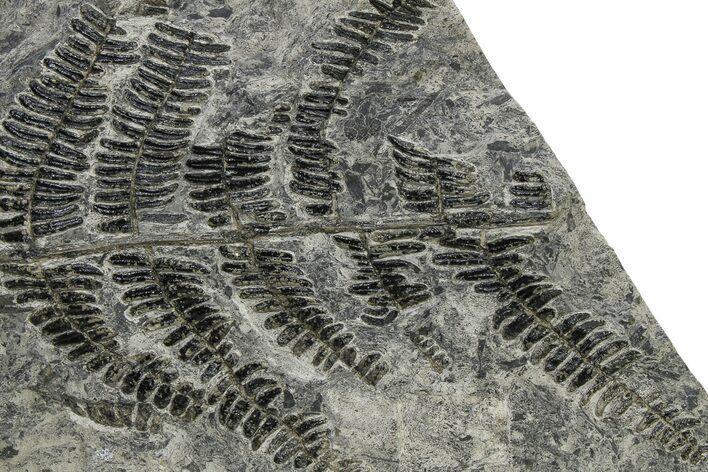 Carboniferous Fossil Fern (Callipteridium) Frond Plate - France #338621